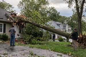 What Happens If Your Neighbor’s Tree Falls on Your Property